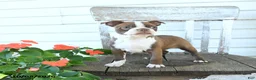 Boston Terrier dogs for sale: Bambi - Ad 1