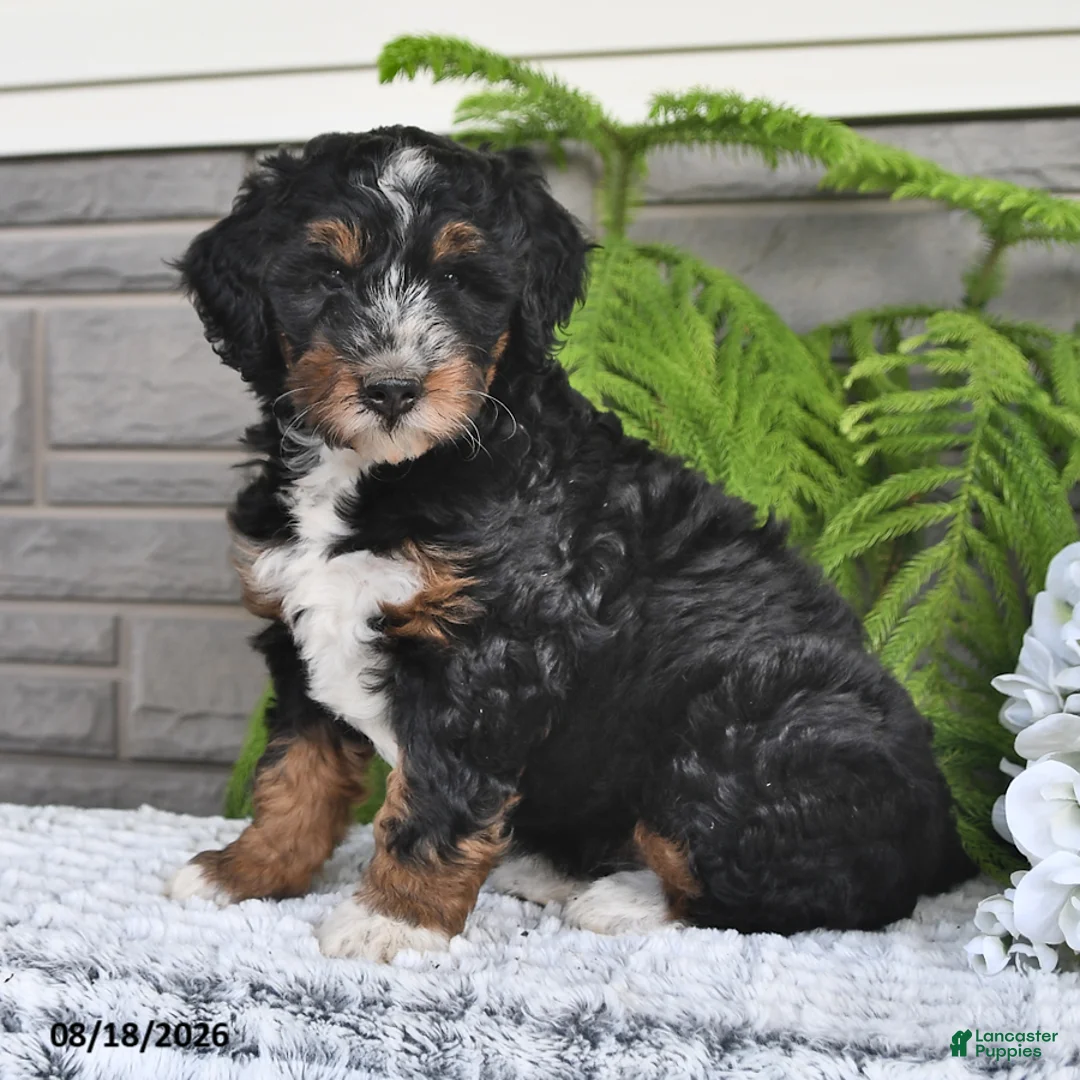 Mini Bernedoodle dogs for sale: Mindy - Ad 2