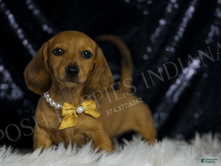 Miniature Dachshund dogs - Ad 33