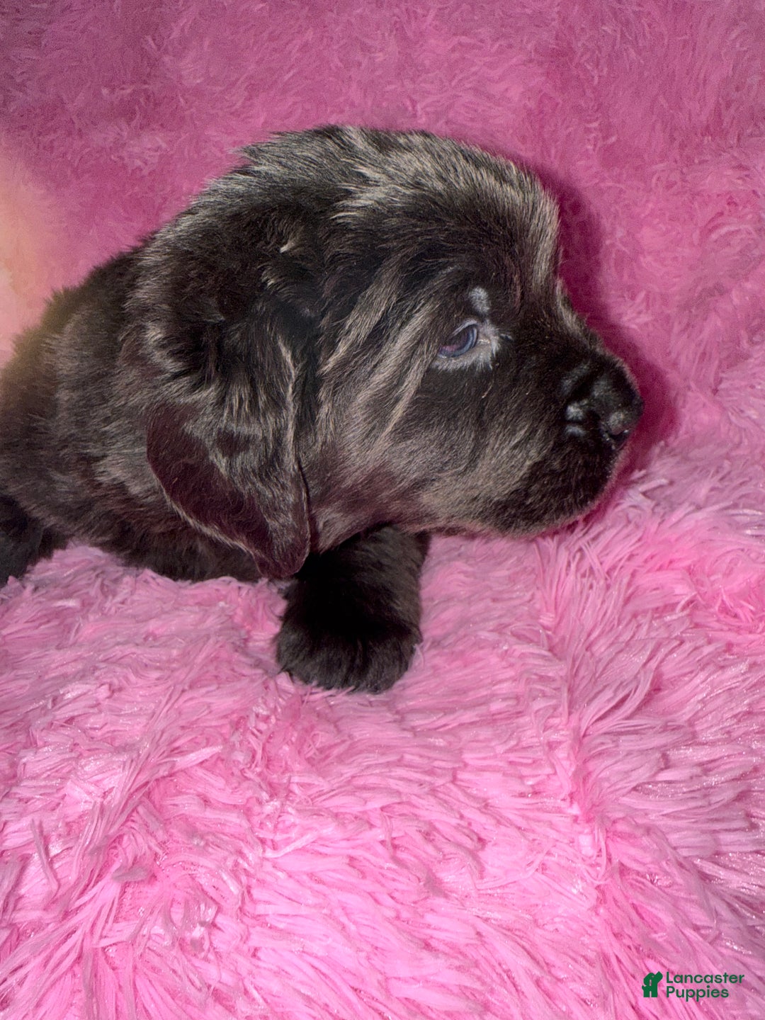 Newfoundland dogs for sale: Beige female - Ad 7