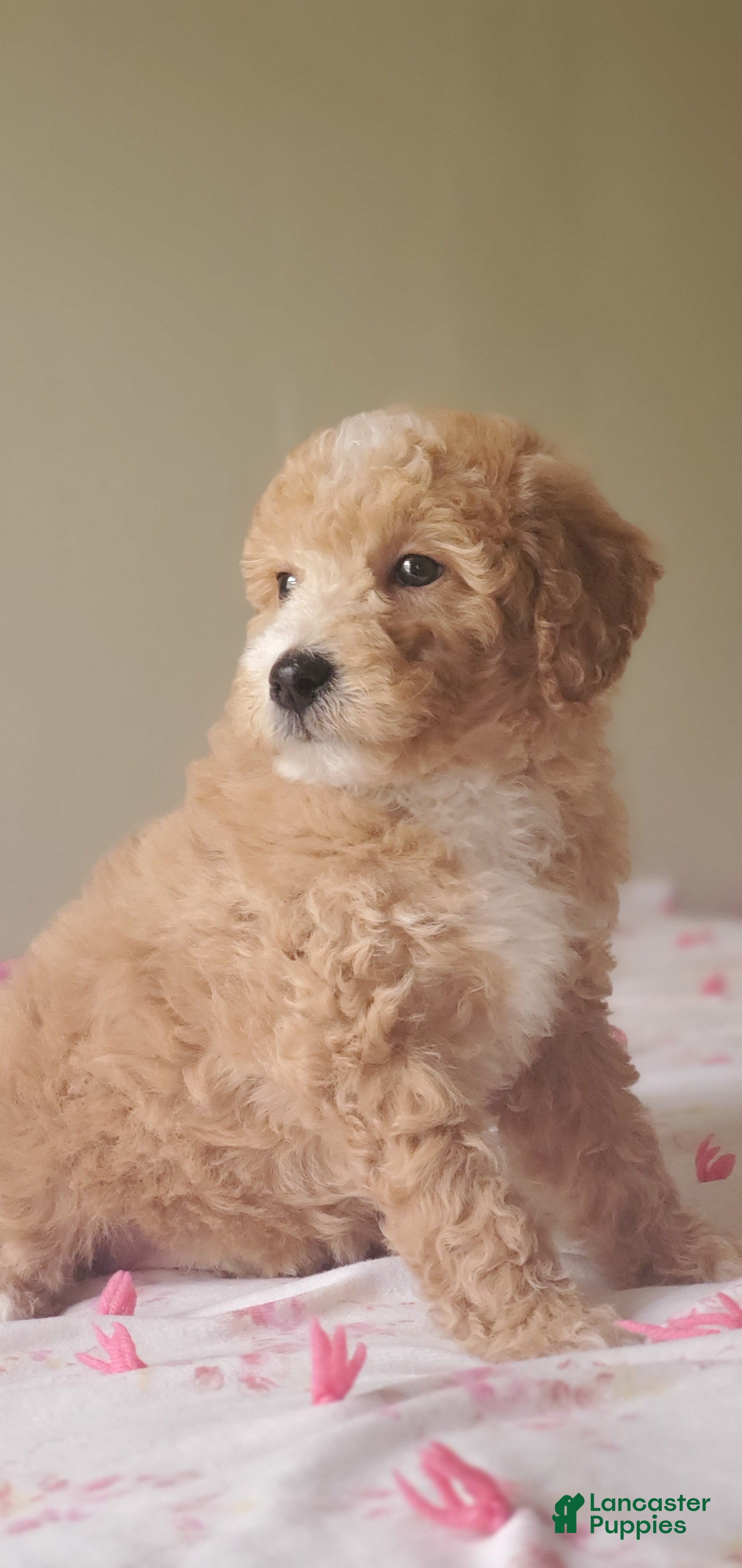 Mini Goldendoodle dogs Biscuit  - Ad 2