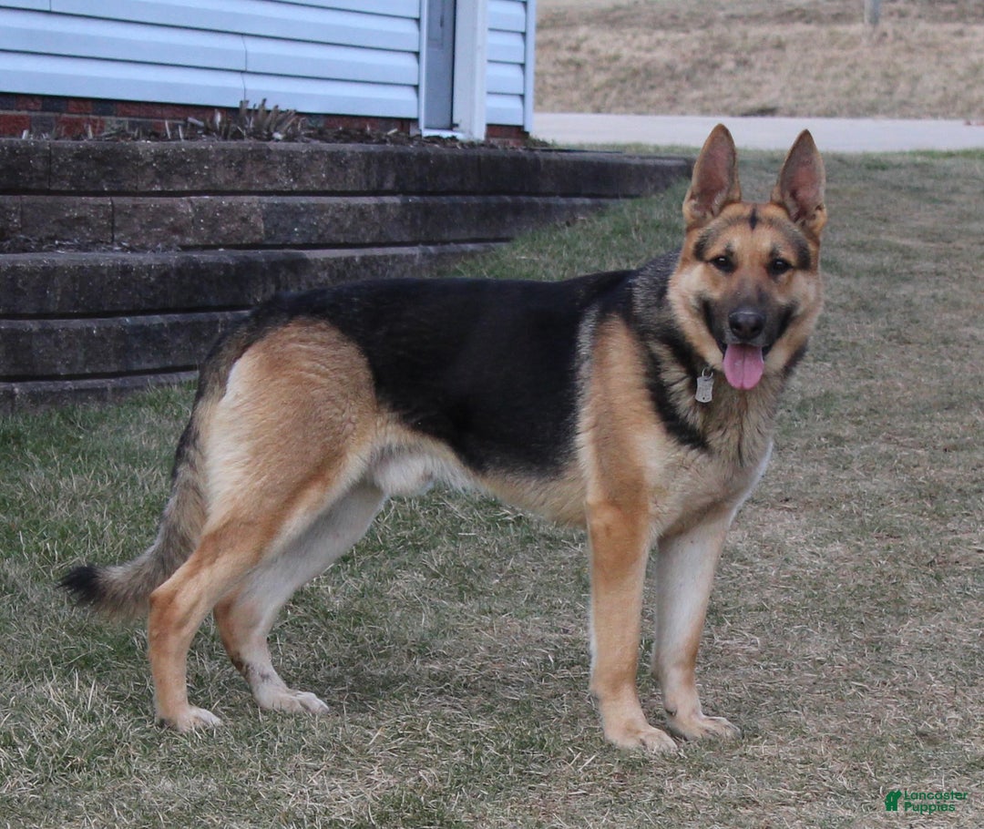 German Shepherd dogs for sale: Jax - Ad 14