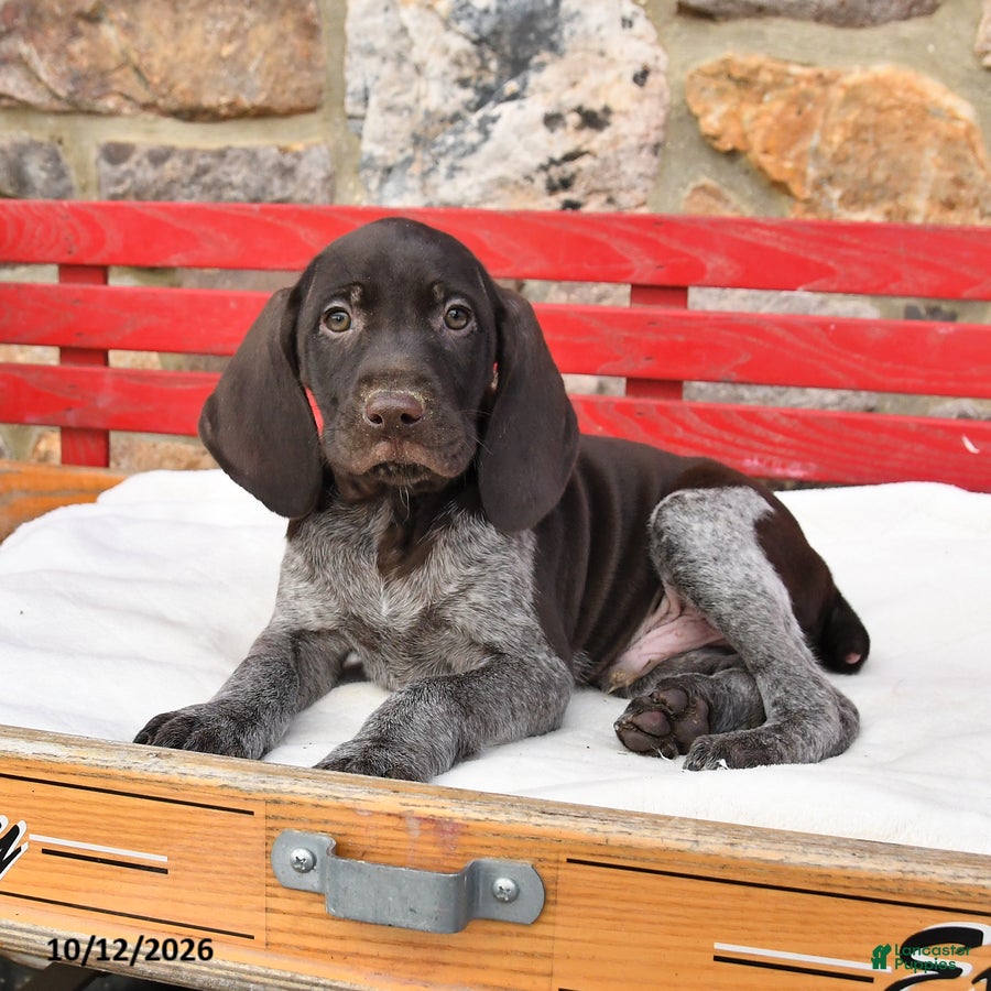 German Shorthaired Pointer dogs for sale: Milkshake - Ad 2