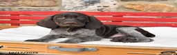German Shorthaired Pointer dogs for sale: Milkshake - Ad 2