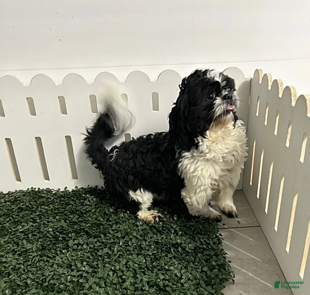 Shih Tzu dogs for sale: Atticus - Ad 5