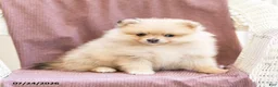 Pomeranian dogs for sale: Asher - Ad 3