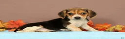 Beagle dogs for sale: Daisy - Ad 3