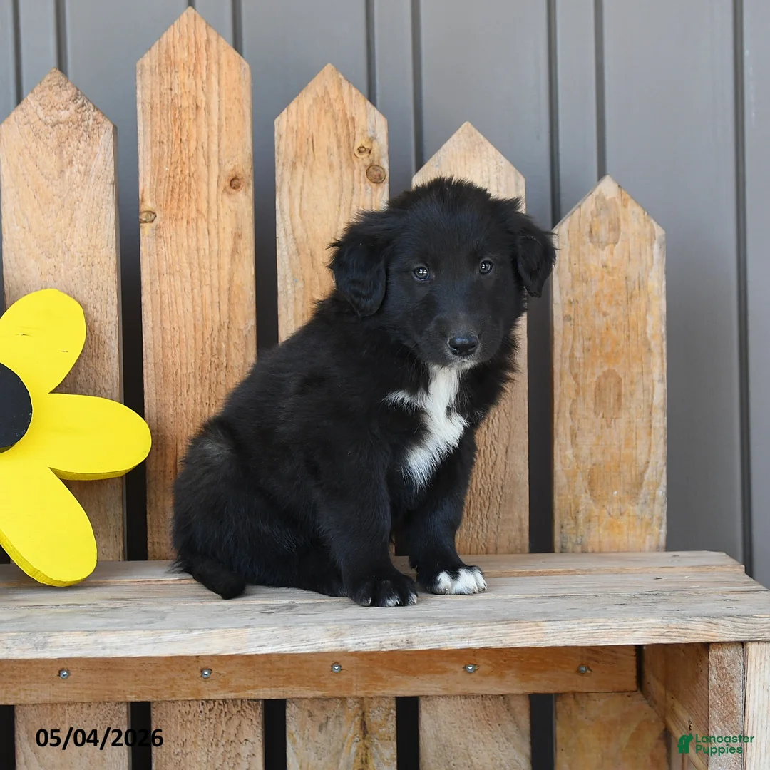 Mixed Breed dogs for sale: Gabe - Ad 2