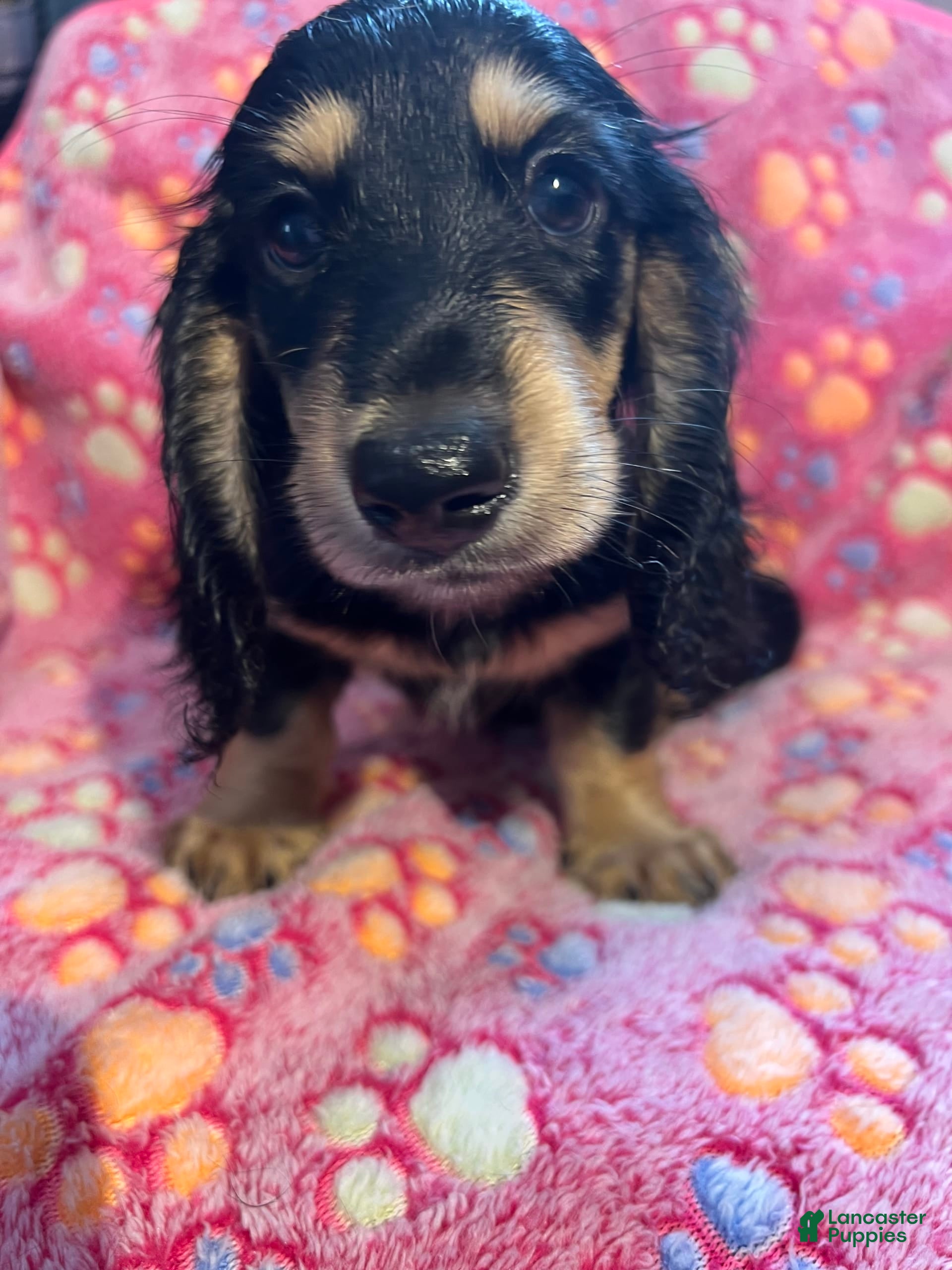 Miniature Dachshund puppies for sale in New Jersey Lancaster Puppies
