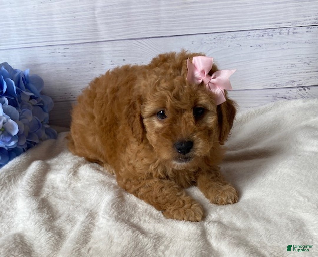 Mini Goldendoodle dogs for sale: Kassie - Ad 5
