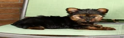 Yorkshire Terrier dogs for sale: Benji - Ad 8