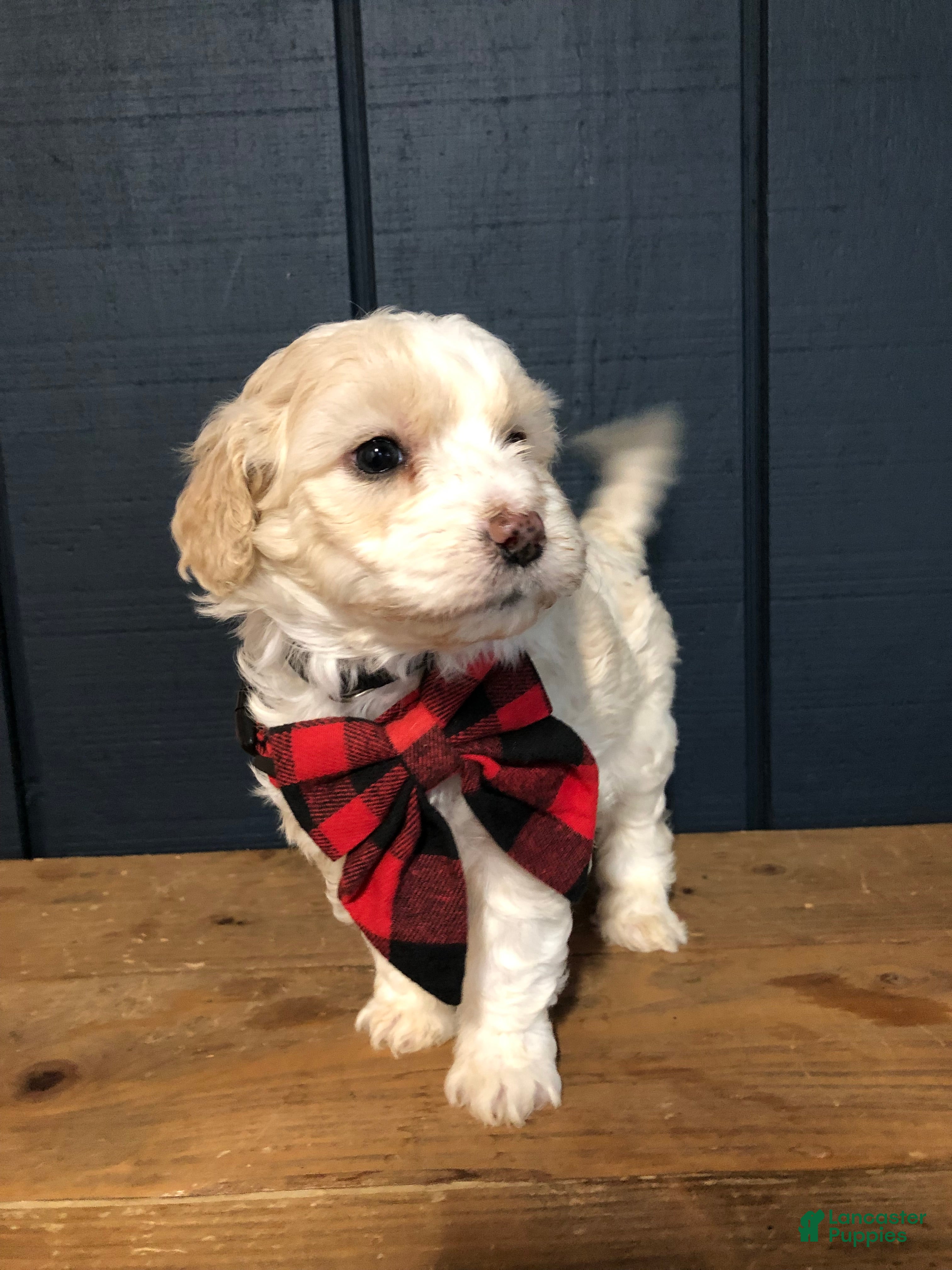 Aussiedoodle dogs Holly - Ad 8