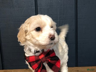 Aussiedoodle dogs Holly - Ad 10
