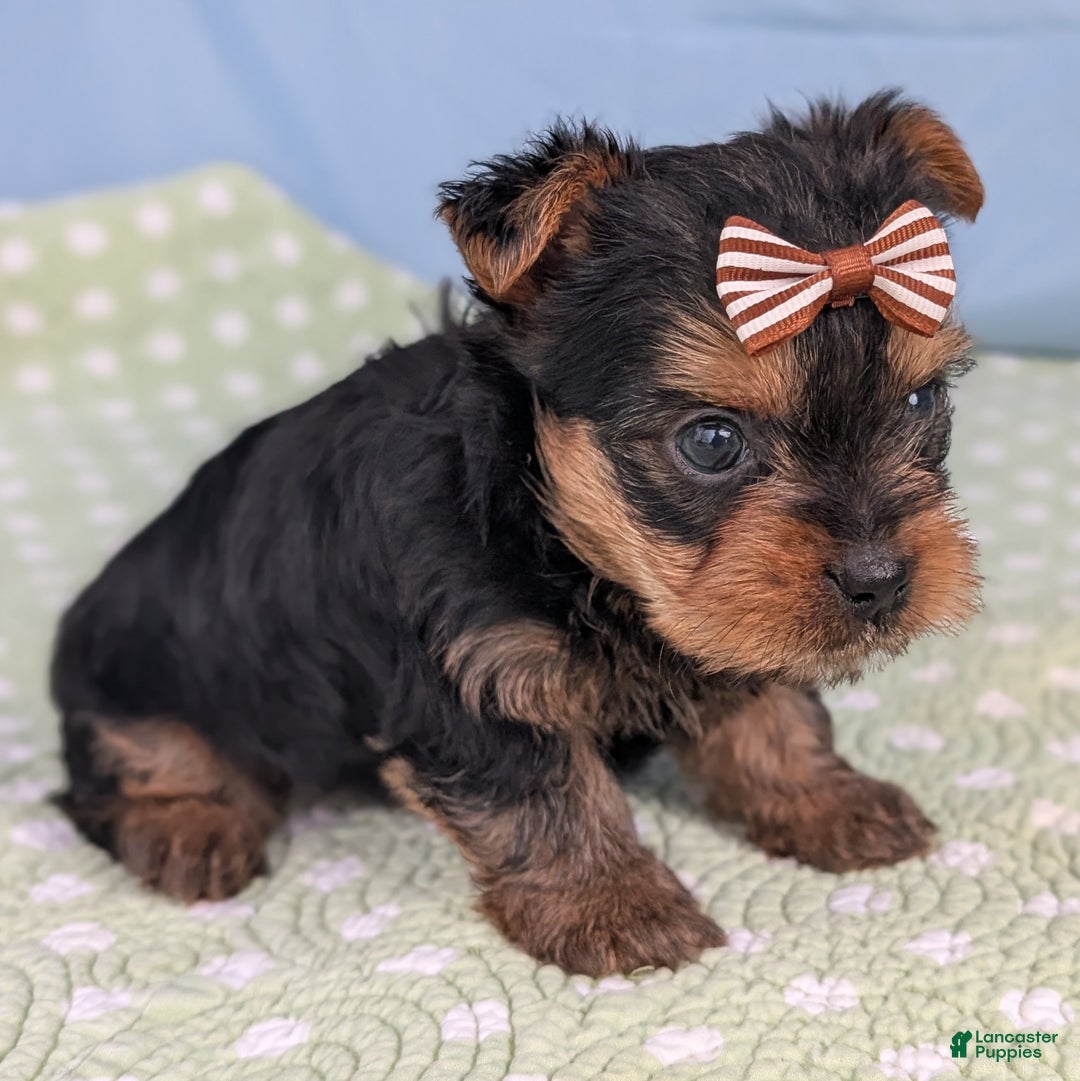 Yorkshire Terrier dogs for sale: Gingersnap - Ad 4