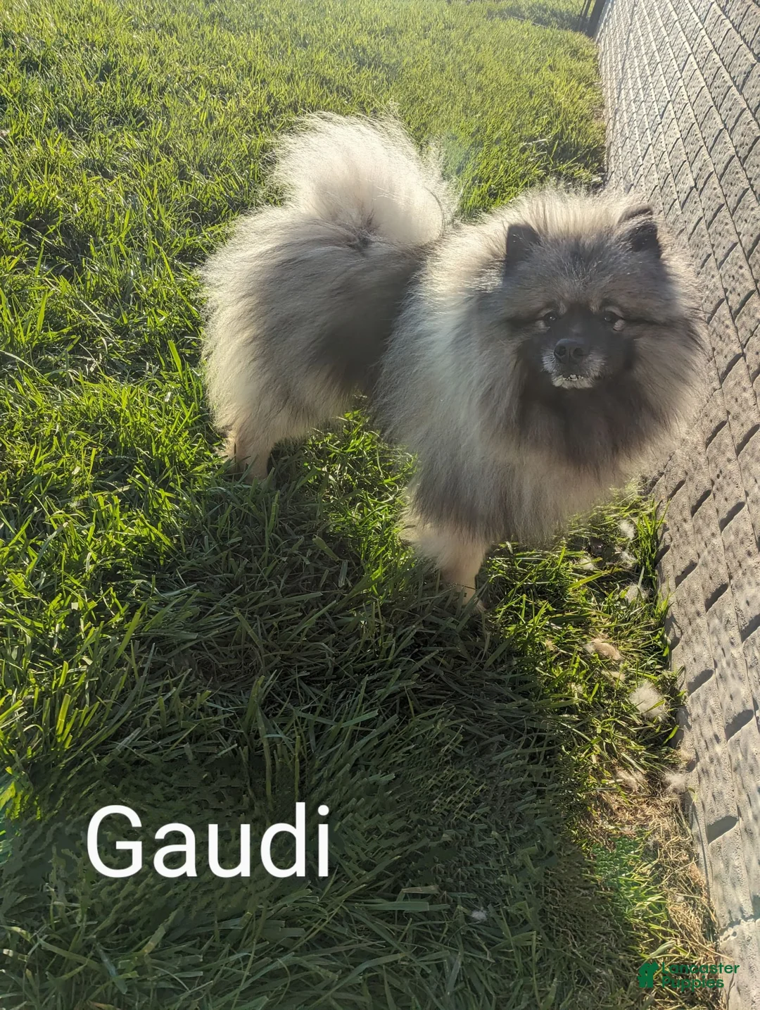 Keeshond dogs for sale: Susan - Ad 3