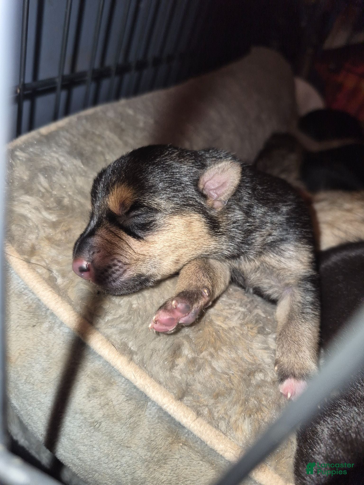 Mixed Breed dogs Mixed Breed 2 - Ad 37