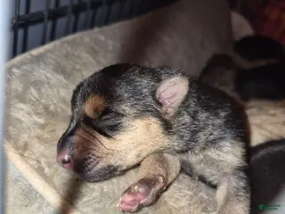Mixed Breed dogs Mixed Breed 2 - Ad 37