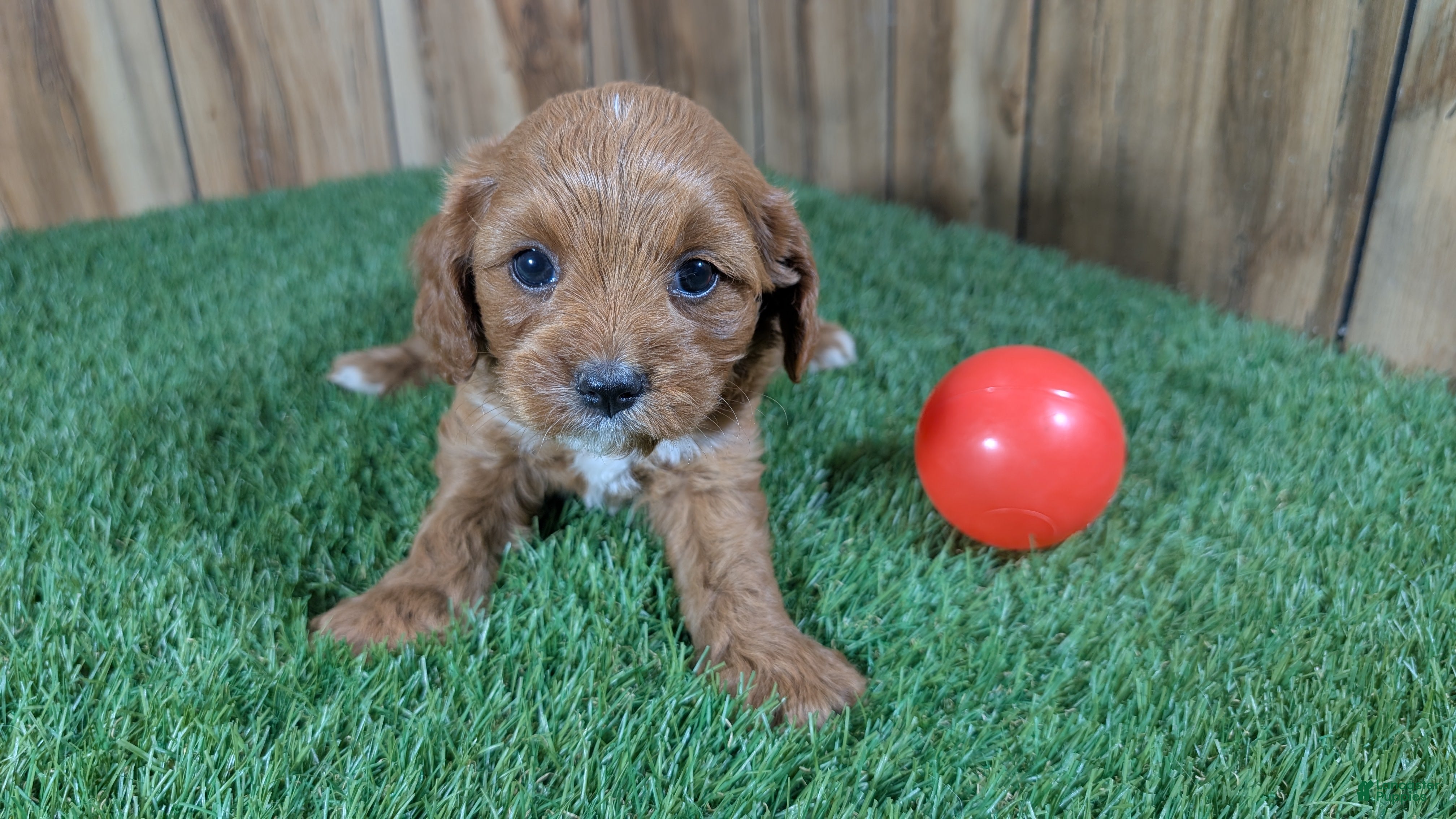 Cavapoo dogs Harlow Girl 1 - Ad 1