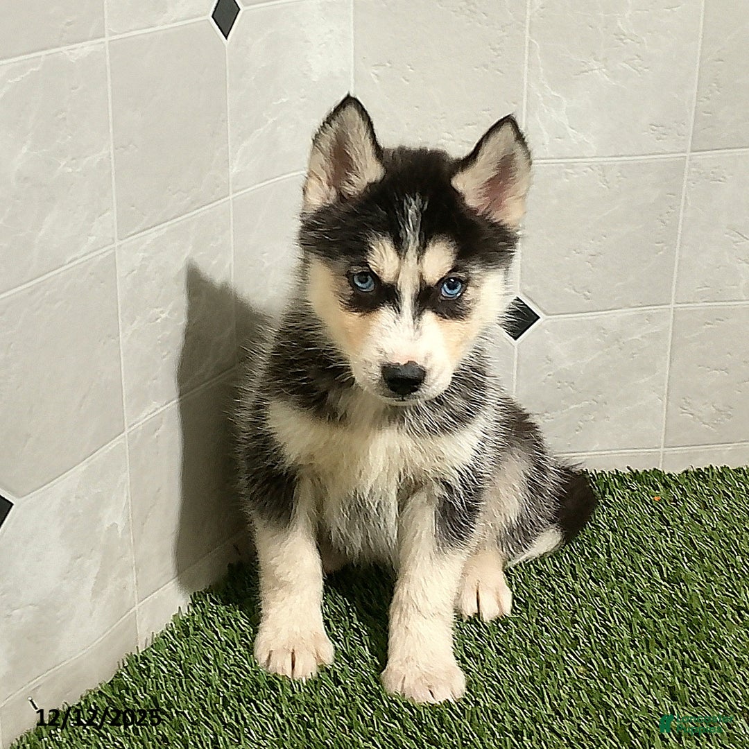 Siberian Husky dogs for sale: Macy - Ad 4