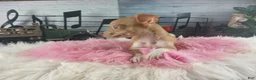 Chihuahua dogs for sale: Teacup female Chihuahua.  Hand Delivery  - Ad 5