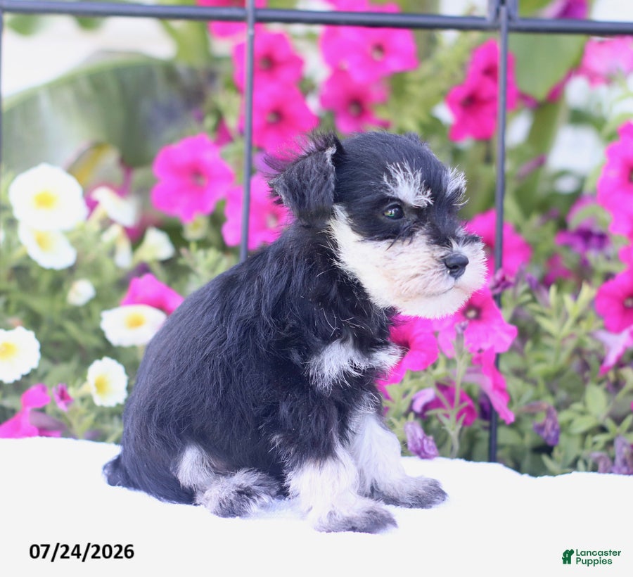 Miniature Schnauzer dogs Carter - Ad 2