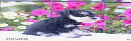 Miniature Schnauzer dogs for sale: Carter - Ad 2