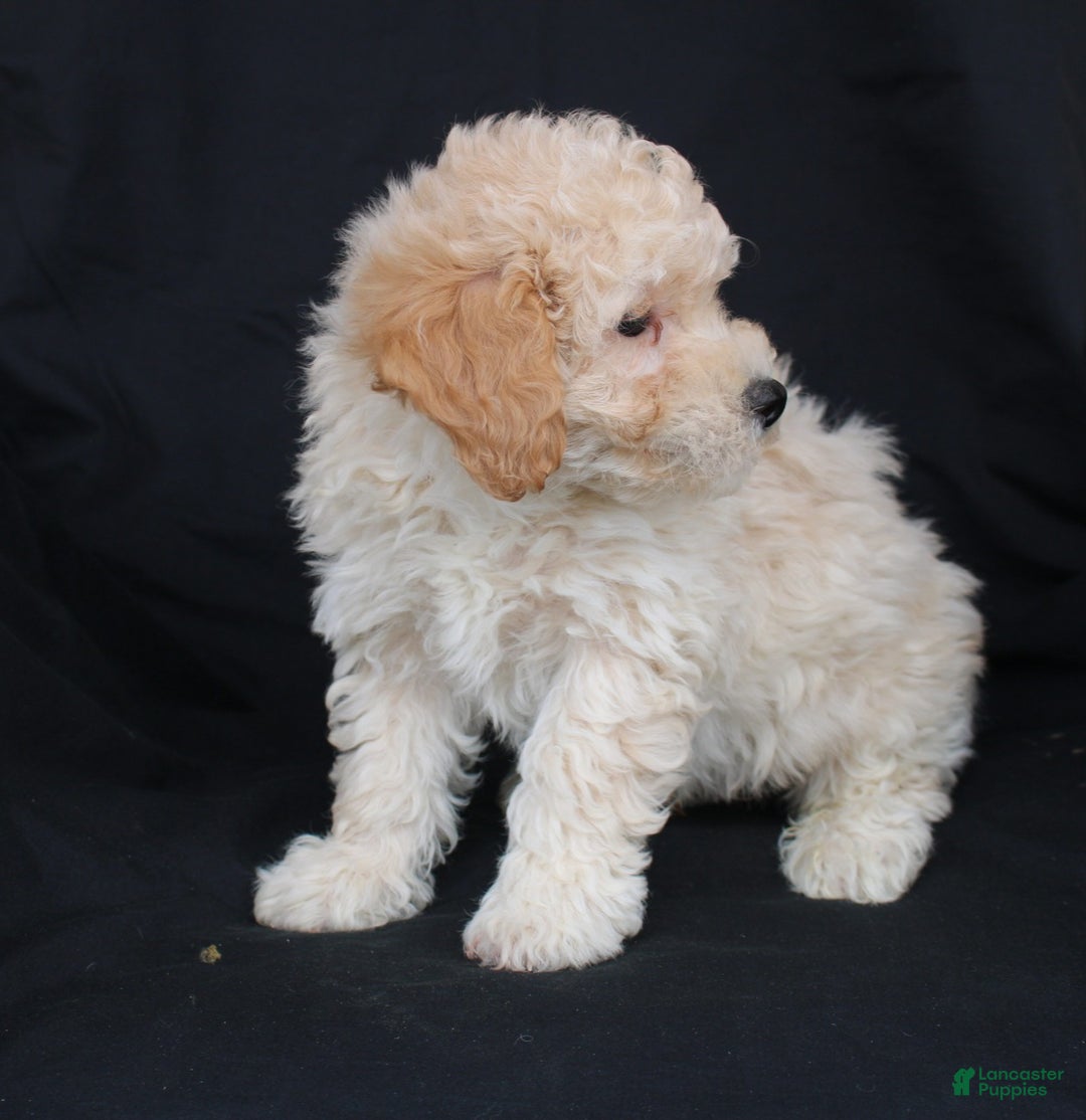 Bichpoo dogs for sale: Pluto - Ad 6