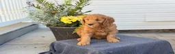 Goldendoodle dogs for sale: Turner - Ad 10