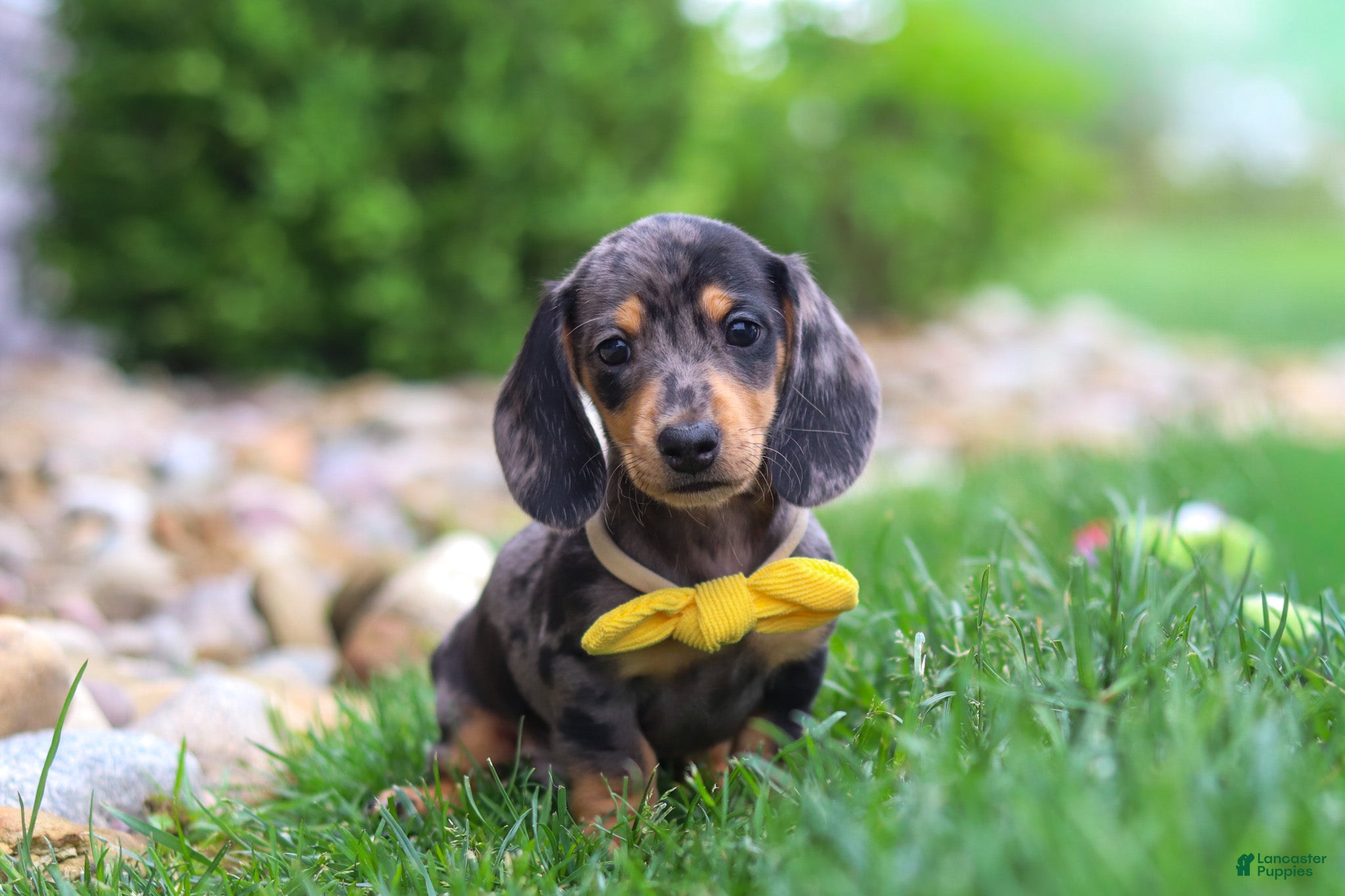 Miniature Dachshund dogs Blake - Ad 1