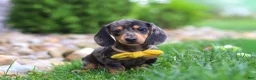 Miniature Dachshund dogs for sale: Blake - Ad 1