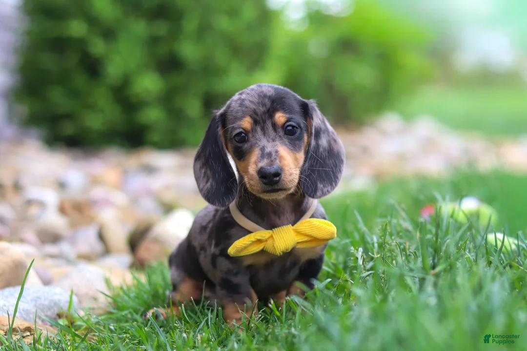 Miniature Dachshund dogs for sale: Blake - Ad 1