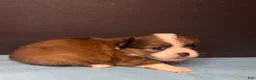Chihuahua dogs for sale: Rocky - Ad 11