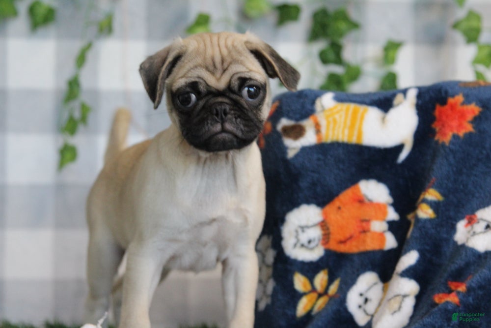 Pug dogs for sale: Glory - Ad 1