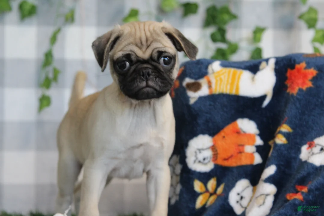 Pug dogs for sale: Glory - Ad 1