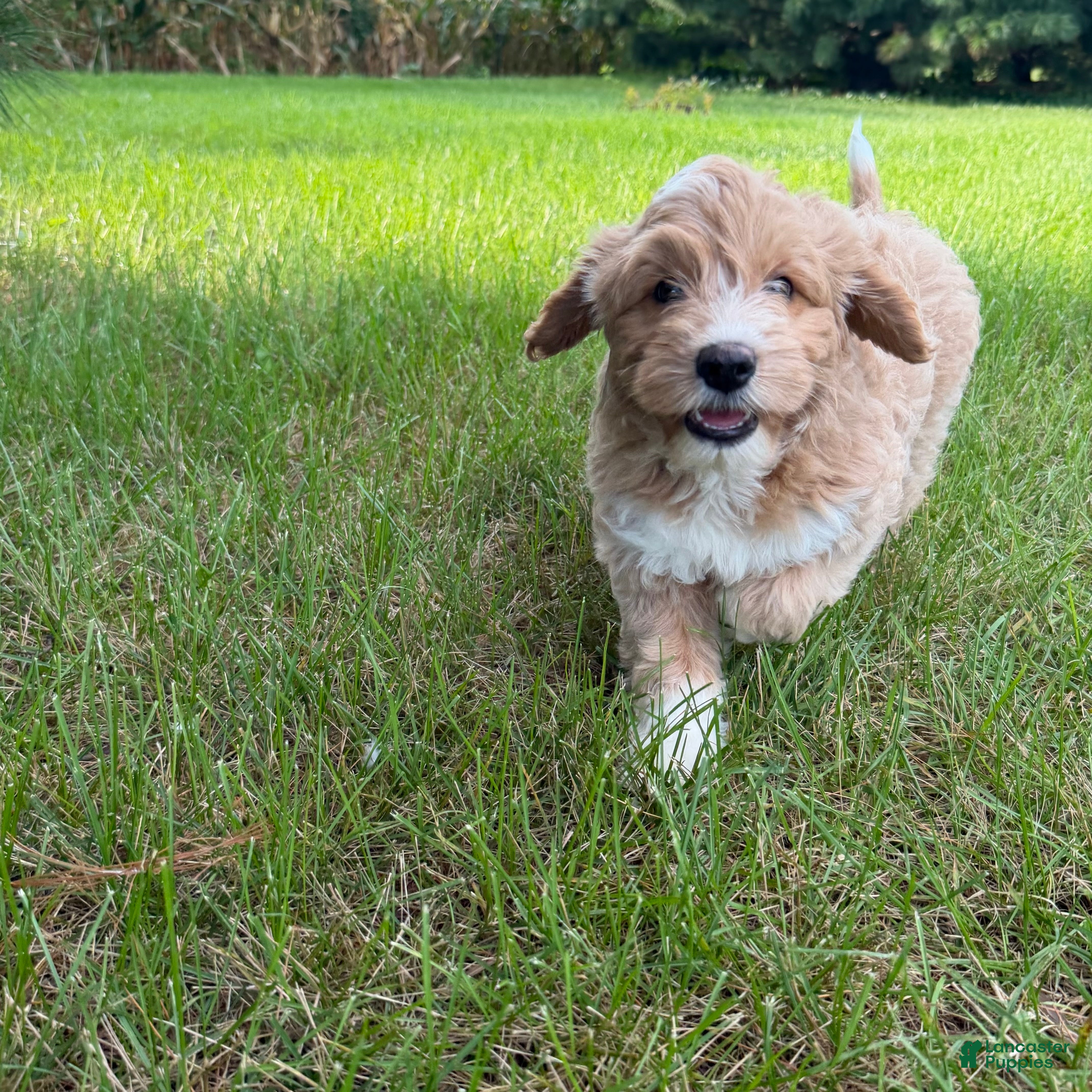 Mini Goldendoodle dogs Angel Mini Goldendoodle  - Ad 1