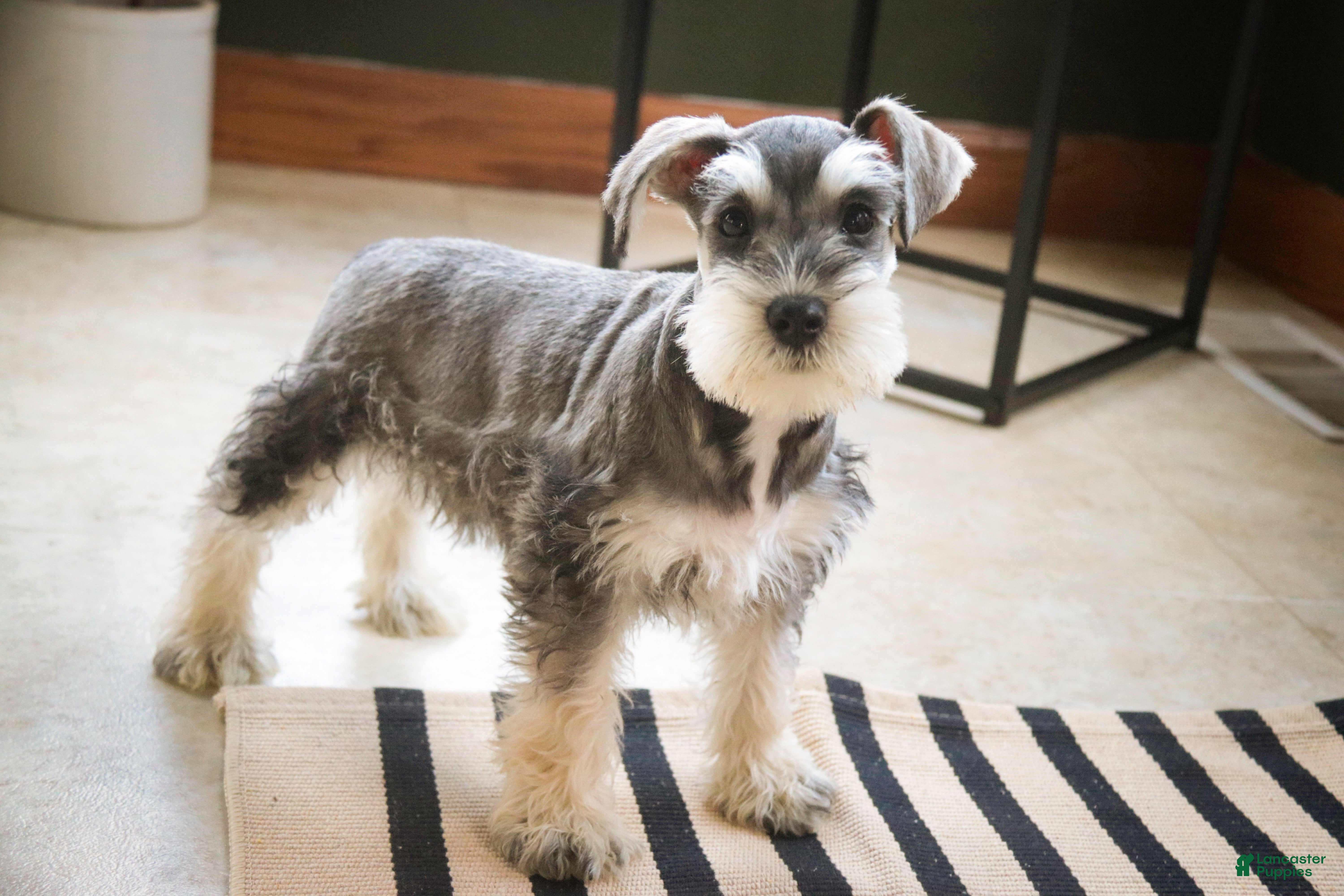 Miniature Schnauzer dogs Kris - Ad 34