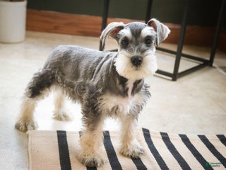 Miniature Schnauzer dogs Kris - Ad 34