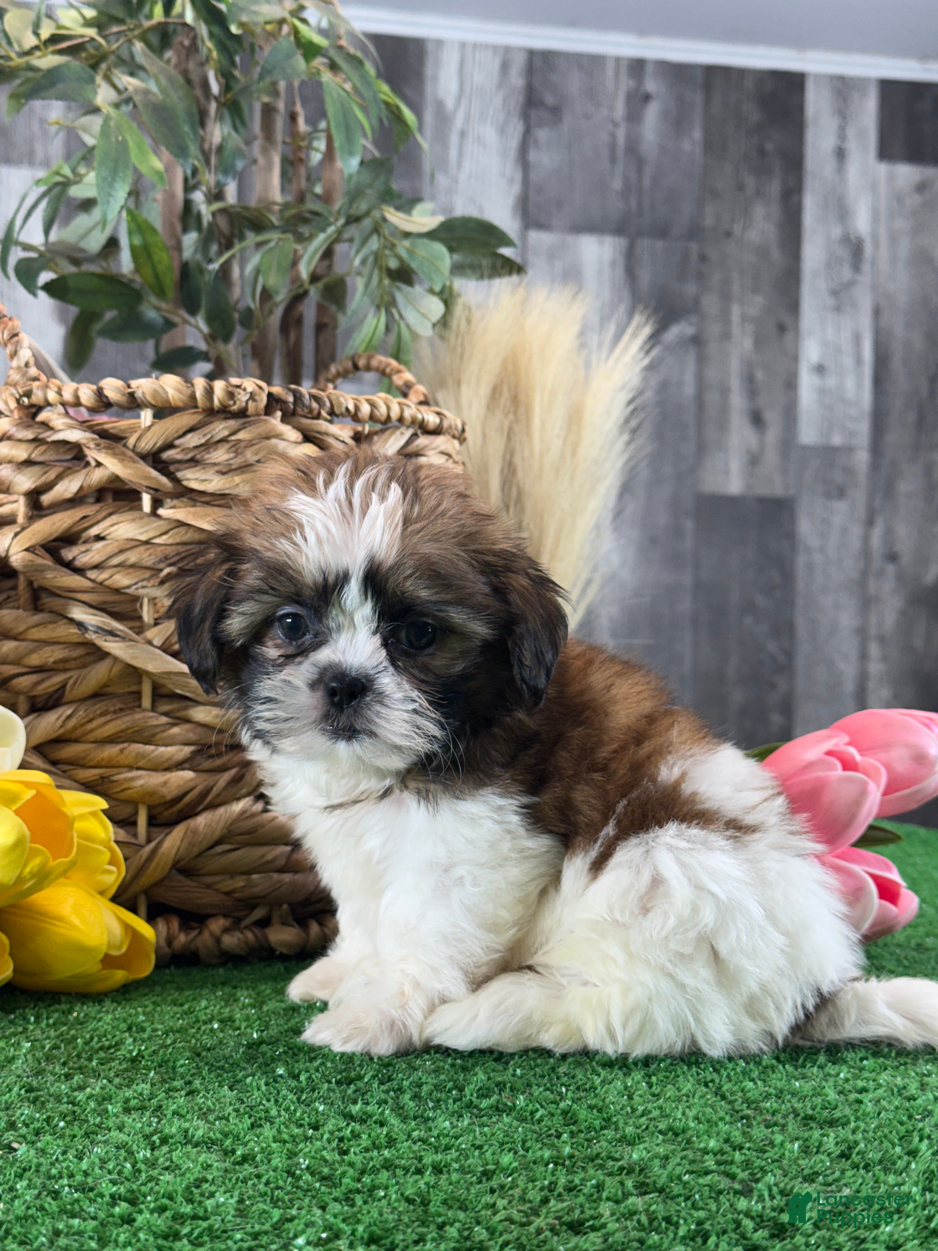 Shih Tzu dogs for sale: Starla🍟 - Ad 2