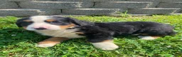 Bernese Mountain Dog dogs for sale: Cooper - Ad 6