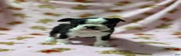 Boston Terrier dogs for sale: Blue - Ad 1
