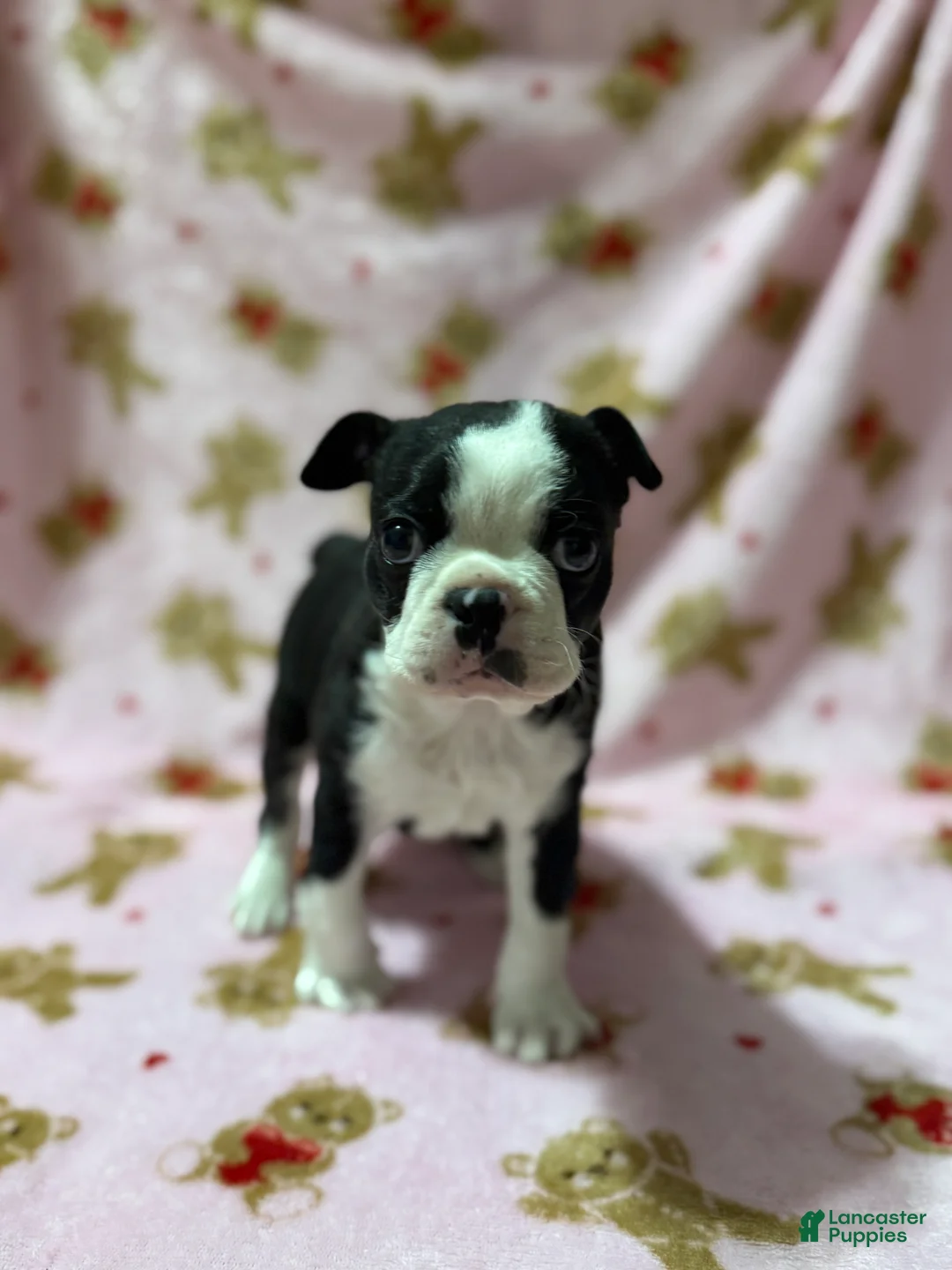 Boston Terrier dogs for sale: Blue - Ad 1