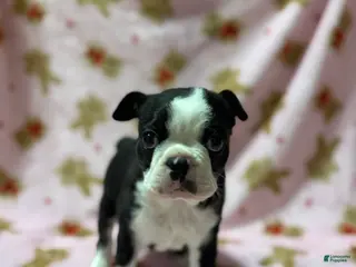 Boston Terrier dogs Blue - Ad 1