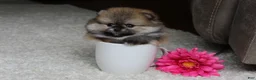 Pomeranian dogs for sale: Teacup Paisley - Ad 6