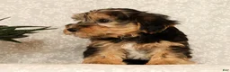 Yochon dogs for sale: Kenny - Ad 7