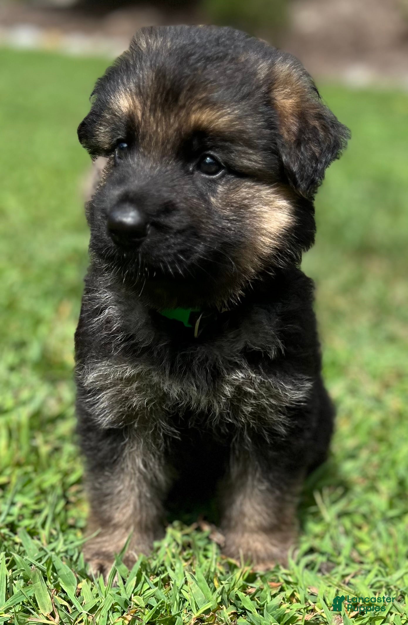 German Shepherd dogs Black collar  - Ad 1