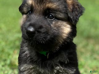 German Shepherd dogs Black collar - Ad 11