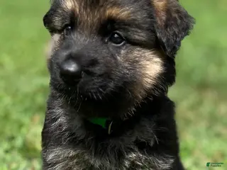 German Shepherd dogs Black collar - Ad 18