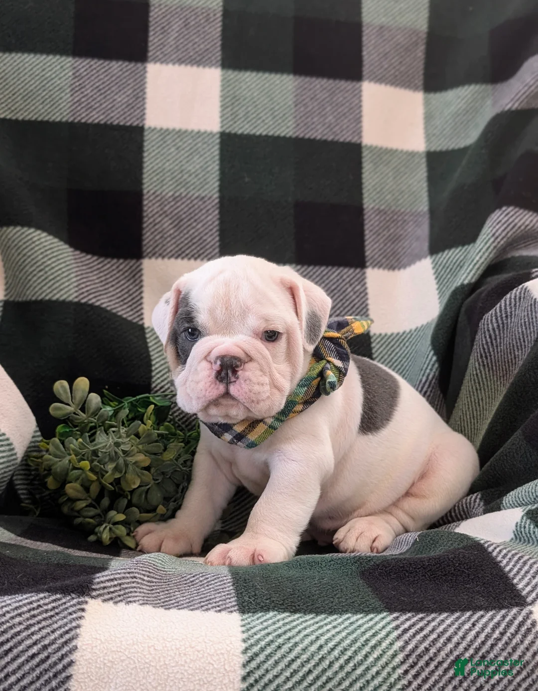 English Bulldog dogs for sale: Talbot - Ad 1