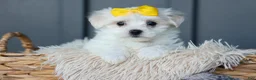 Maltese dogs for sale: PEBBLES - Ad 16