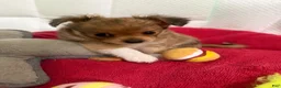Mixed Breed dogs for sale: Mixed Breed 2 - Ad 9